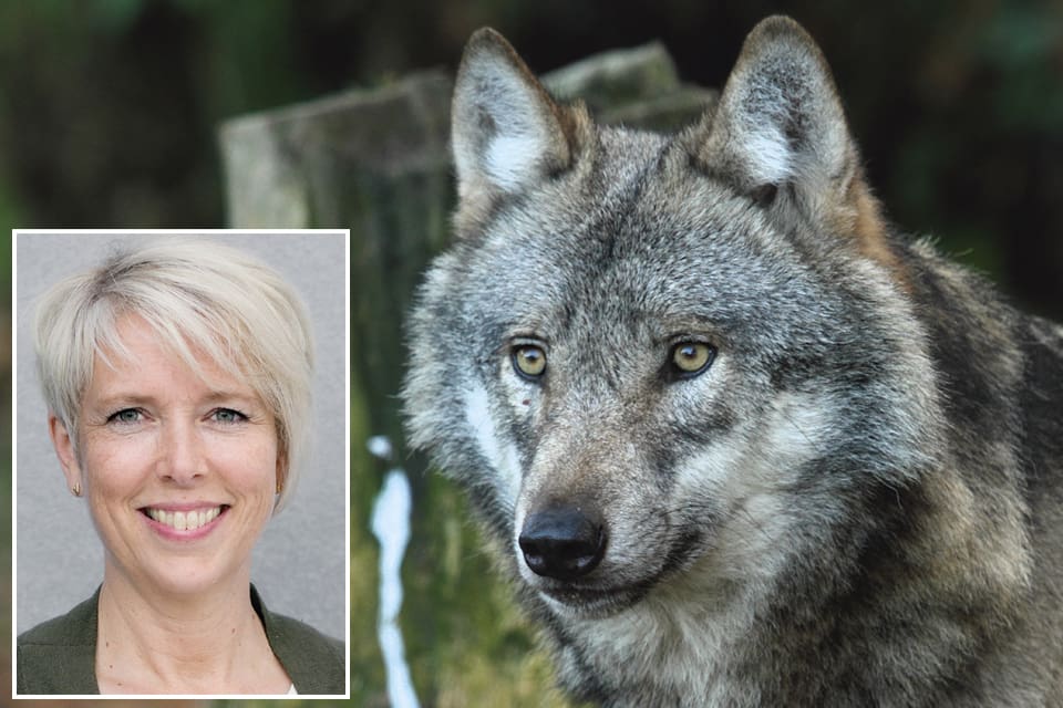 LRF:s ordförande välkomnar Naturvårdsverkets besked om att det räcker med 300 vargar och hoppas på fortsatt licensjakt.