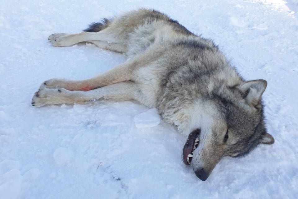 Varghanen, som väger 42 kilo och har finskt-ryskt ursprung, sövdes och flyttades till den norska vargzonen med helikopter den 14 november.