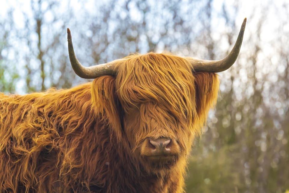 Highland cattle är kända för att ha ett trevligt temperament. Det tycker uppenbarligen årsgrisen Pumba också. För han har flyttat in i hagen hos två kor, en stut och en tjur. (arkivbild)