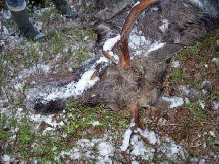 Jägarna i Ängelsbergs jaktlag hittade en ihjälskjuten åttataggare på sina marker. 