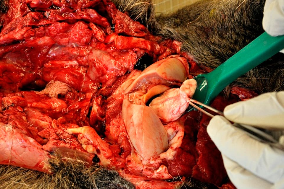 Hjärnstammen dras ut försiktigt, så att provet kommer ut som en hel bit, cirka 5-7 centimeter lång. SVA efterlyser fler prover från älghuvuden för att upptäcka ytterligare CWD-fall i Sverige.