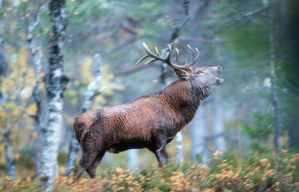 Alla fällda hjortar i två norska områden ska genomgå CWD-test. Jägarna måste sända in prover, tagna från djurens hjärna. Provtagningskravet gäller även älgar, rådjur och vildrenar som fälls kommande jaktsäsong.