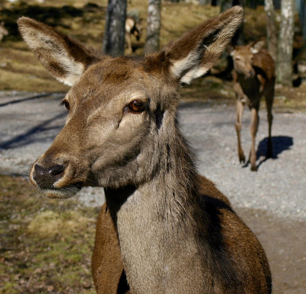 Sverige ska bli helt fritt från hägnhjortar med tuberkulos. Jordbruksverket tar nu i med hårdhandskarna mot de cirka 30 hägn som inte följt kontrollprogrammets anvisningar. Provtagning och slakt ska tvingas fram.