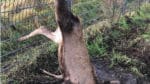 Kronvilt har fastnat och dött i stängslet som ska stoppa vildsvin från att komma in i Danmark från Tyskland. Det danska jägarförbundet kräver att stängslet byggs om så att det inte blir en dödsfälla för hjortdjur.
