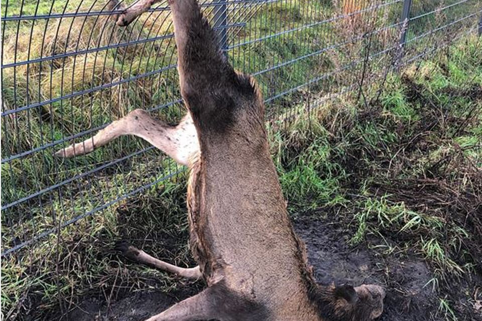 Kronvilt har fastnat och dött i stängslet som ska stoppa vildsvin från att komma in i Danmark från Tyskland. Det danska jägarförbundet kräver att stängslet byggs om så att det inte blir en dödsfälla för hjortdjur.