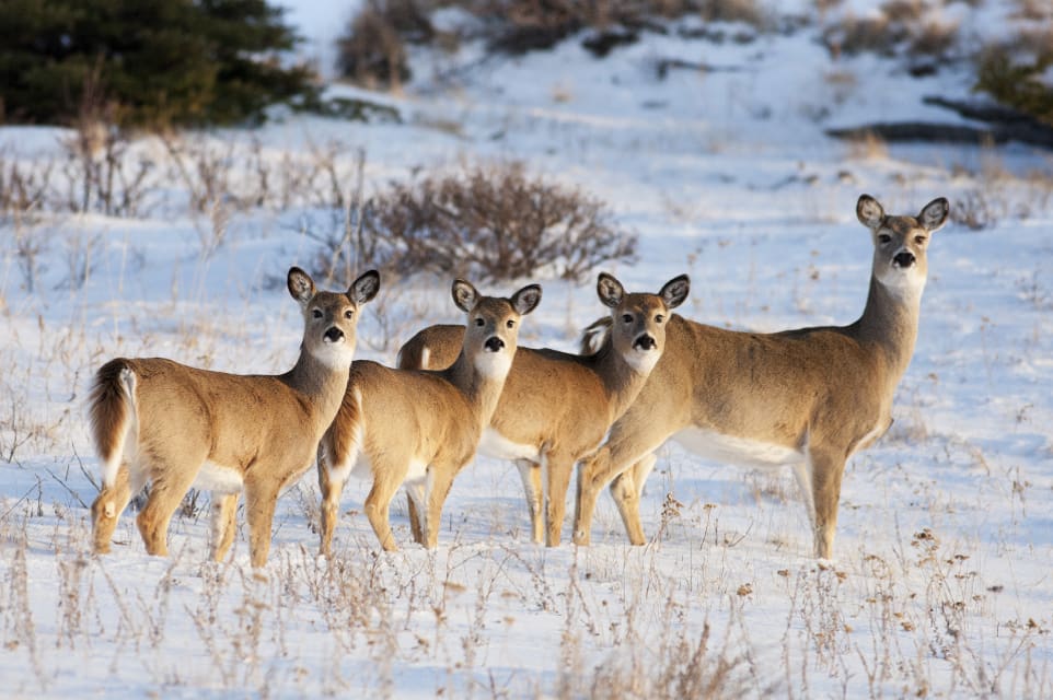 Vitsvanshjort är vanlig i Kanada. På vissa håll i bland annat provinsen Alberta kräver myndigheterna att fällda hjortar ska undersökas för CWD.
