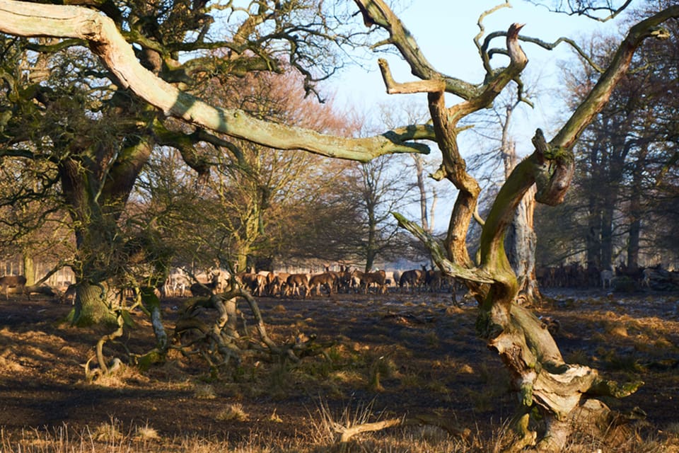 Vanliga danska jägare ska köpa dagjakter i de danska skogar där kungahuset normalt jagar.