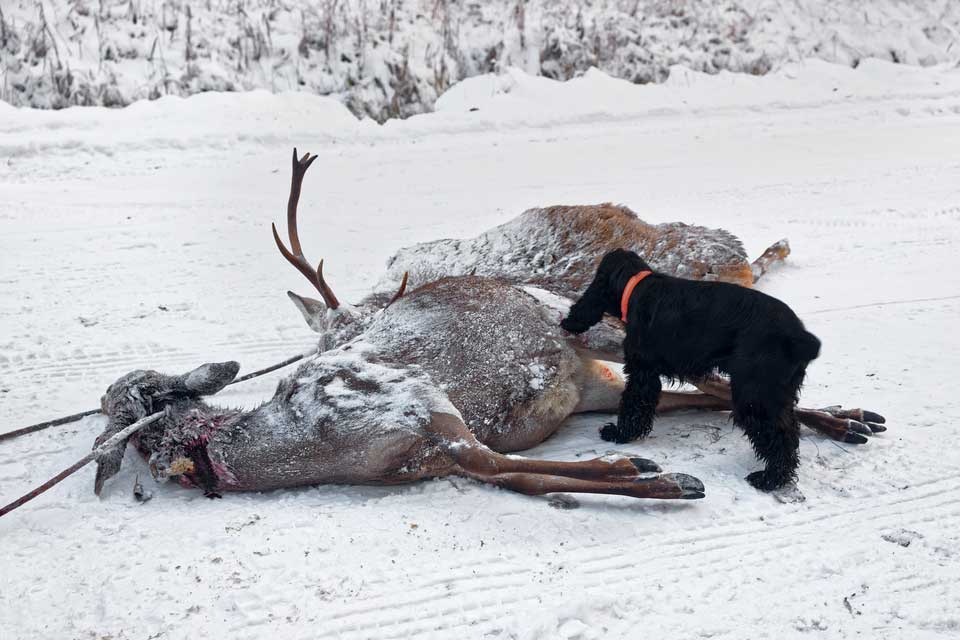Jägare och hundägare i delstaten Virginia är oroliga över att det kan bli förbjudet att jaga hjort med löshund.
