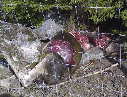 Viltstängslet vid riksväg 80 hindrade älgen när den försökte fly från Hofors-vargarna.