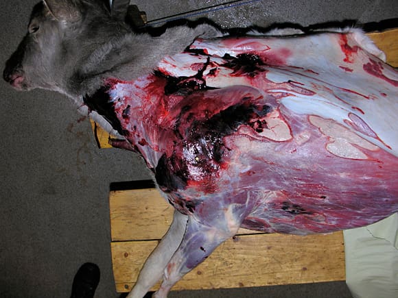 Dovhjort med levandevikt 80 kilo skjuten efter brunsten på nära håll (30 meter) i vänstra bogleden med .30-06 och en 11,6 grams Norma Oryx. Djuret stod med full bredsida. Träffen markerad med mässingsstift. Notera att blödningarna mellan hinnorna sträcker sig längst hela bröstkorgen, på bogen utsida och upp i nacken. Omfattande blödningar mellan hinnor och muskelgrupper i bogpartiet är vanligt på dovhjortar som förbrukat en stor del av sina fettreserver under brunsten.