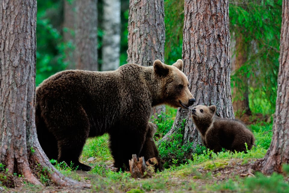 Det är en förundersökning om jaktbrott utanför Rättvik sedan både en björnhona och hennes unge fällts. Vid en annan björnjakt utanför Rättvik skadades en passkytt av en påskjuten björnhona. Även efter den jakten finns en förundersökning om jaktbrott. (Arkivbild)