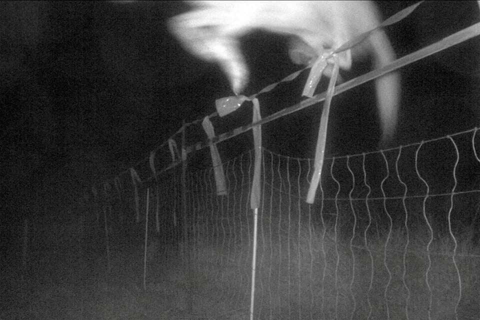 Viltkameran avslöjar hur en tysk vargtik med god marginal hoppar över ett 1,2 meter högt stängsel, vilket är högre än vad som krävs för rovdjursavvisande elstängsel i Sverige. Men det finns inga planer på att ändra stängselkraven.