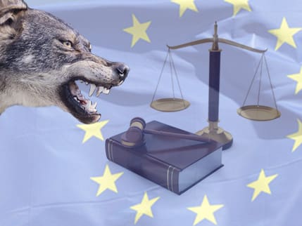 EU upprepar hotet. Miljökommissionen vid EU hotar återigen att dra Sverige inför domstol i vargfrågan.