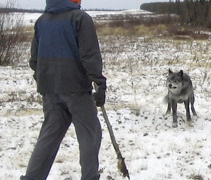 Närgångna, hotfulla vargar fotograferades vid lägret några dagar före den dödliga attacken mot den 22-årige studenten Kenton Carnegie i Saskatchewan i Kanada 2005.