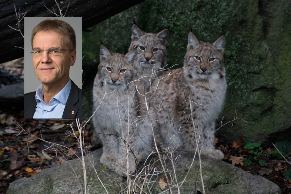 Landshövdingen Göran Enander i Uppsala kör över sin egen rådgivande viltförvaltningsdelegation och vägrar gå vidare med att golvet för länets lostam ska halveras.