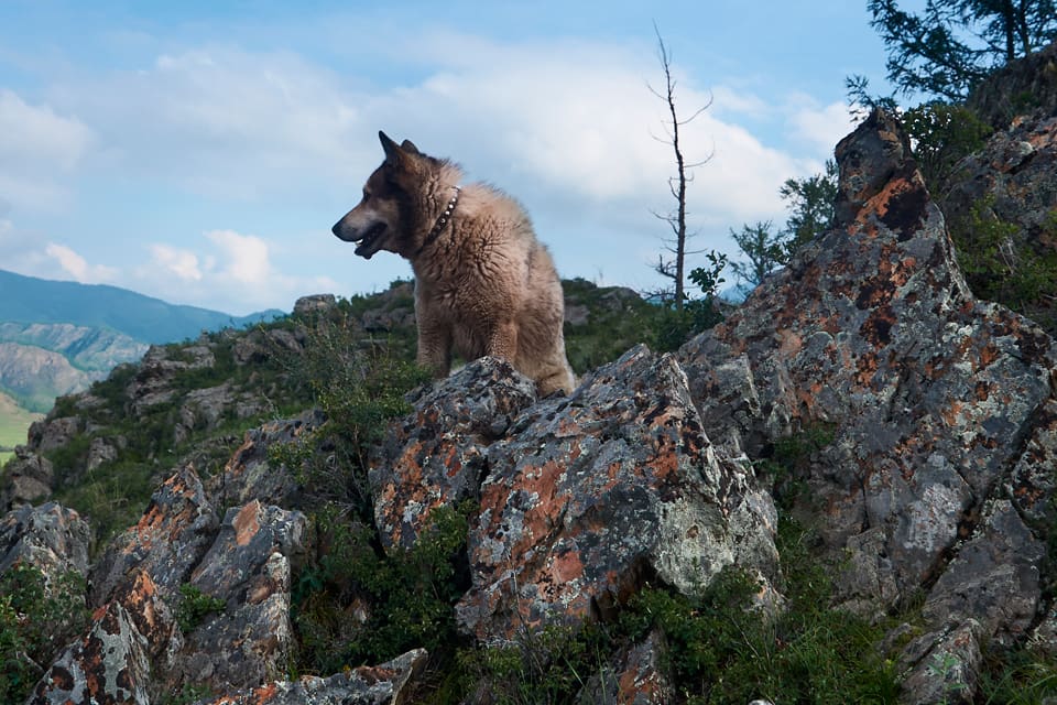 Jakthunden som hamnat på en klippavsats på Rammberget i Jämtland lyckades efter fler timmar ta sig ned innan de utkallade fjällräddare hann starta en räddningsaktion. (Arkivbild)