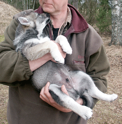 Vad ska valpen äta? Det finns många profeter när det gäller hundmat. Men ”BARF-dieten” räcker inte, konstaterar en svensk veterinär som varnar för att låta hundar leva bara på rått kött, ben och inälvor.