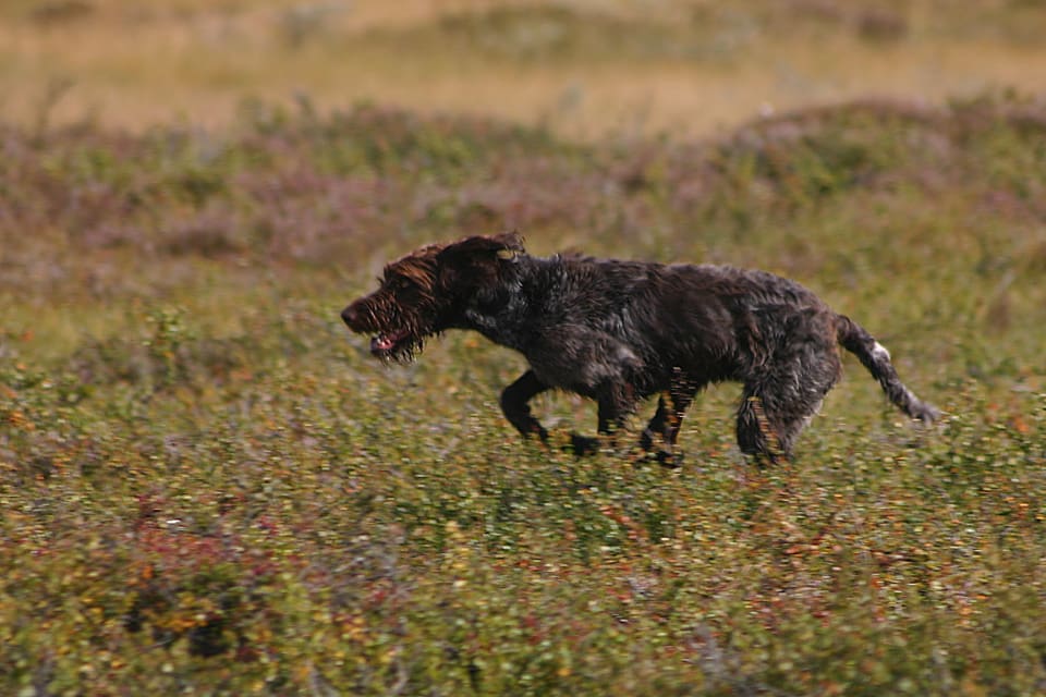 En norsk jägare får betala böter efter att ha släppt sin hund lös på fjället trots att det rådde hundförbud. Hunden på bilden är dock en annan, släppt i rätt tid. (Arkivbild)