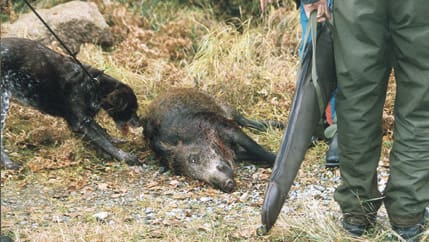 Det ska även i fortsättningen vara tillåtet att jaga vildsvin med hund från den första augusti, anser Jägarnas Riksförbund.