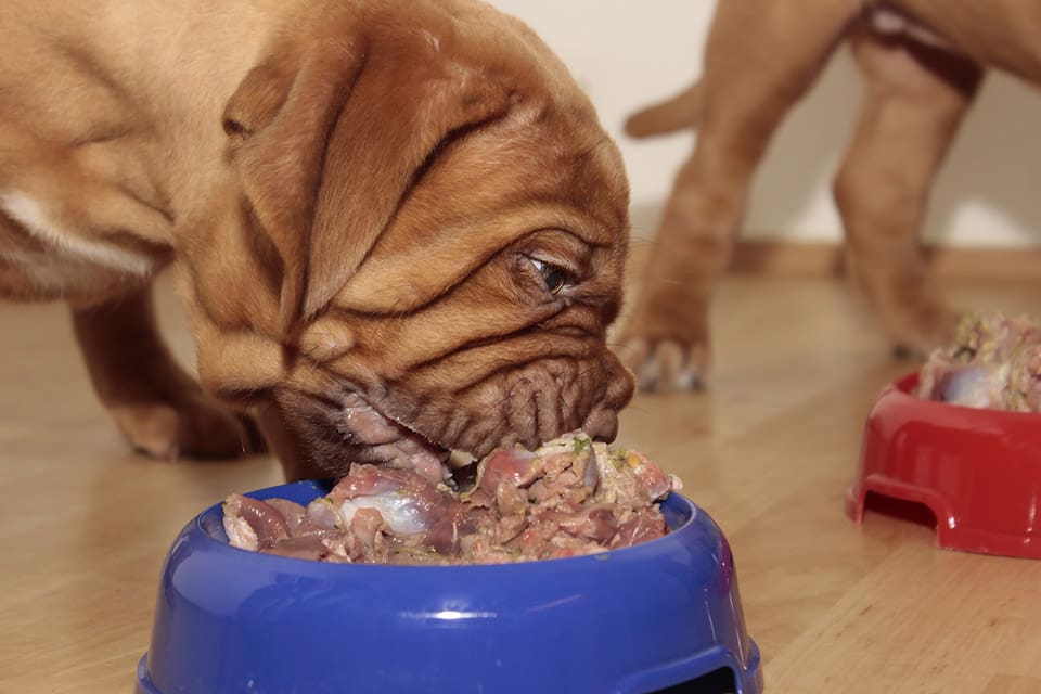 Nederländska veterinärer slår larm om livsfarliga bakterier som hittats i rått hundfoder. Smittan spårades till en hare från Sydafrika, som smittats av vildsvin. (Arkivbild)