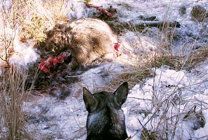 En jakthund begrundar en vargriven älg. Uträkningar från ett norskt vargrevir visar att vargarna varje år tog älgkött som var värt drygt 1,5 miljoner kronor.
