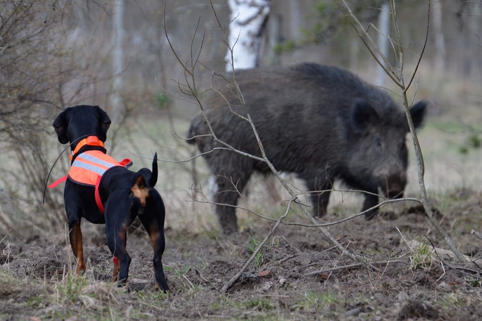 JRF välkomnar förslaget till regeringen att jägare ska kunna sälja kött från tio vuxna vildsvin eller 20 årsungar direkt till konsument. Dessutom föreslår Livsmedelsverket att trikin- och cesiumprover subventioneras till 100 procent.