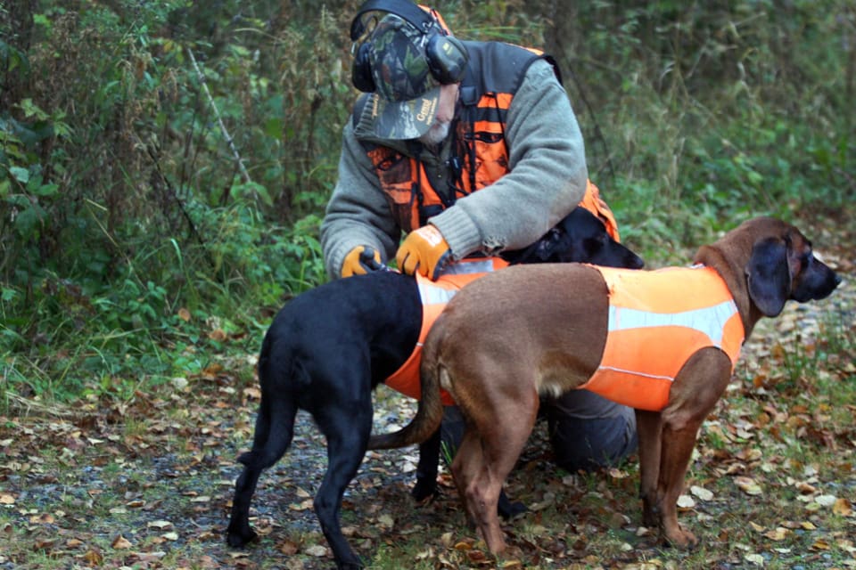 Länsstyrelsen får inte lämna ersättning för hund som har skadats eller dödats vid jakt om skadan är orsakad av den djurart som jakten avsåg.
