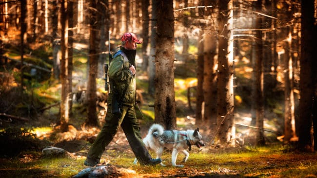 Jägare i finländska Österbotten hotar att ställa in älgjakten om en jakthund blir tagen av varg. Då blir det jaktstrejk för att få en mindre vargstam. Ökade betesskador i skogen och fler viltolyckor kan bli priset för att politikerna inte gör något åt vargläget.