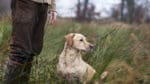 Det spelar ingen roll ifall en hundförare tar del av bytet eller ej. Den som deltar i jakt är skyldig att betala viltvårdsavgiften.