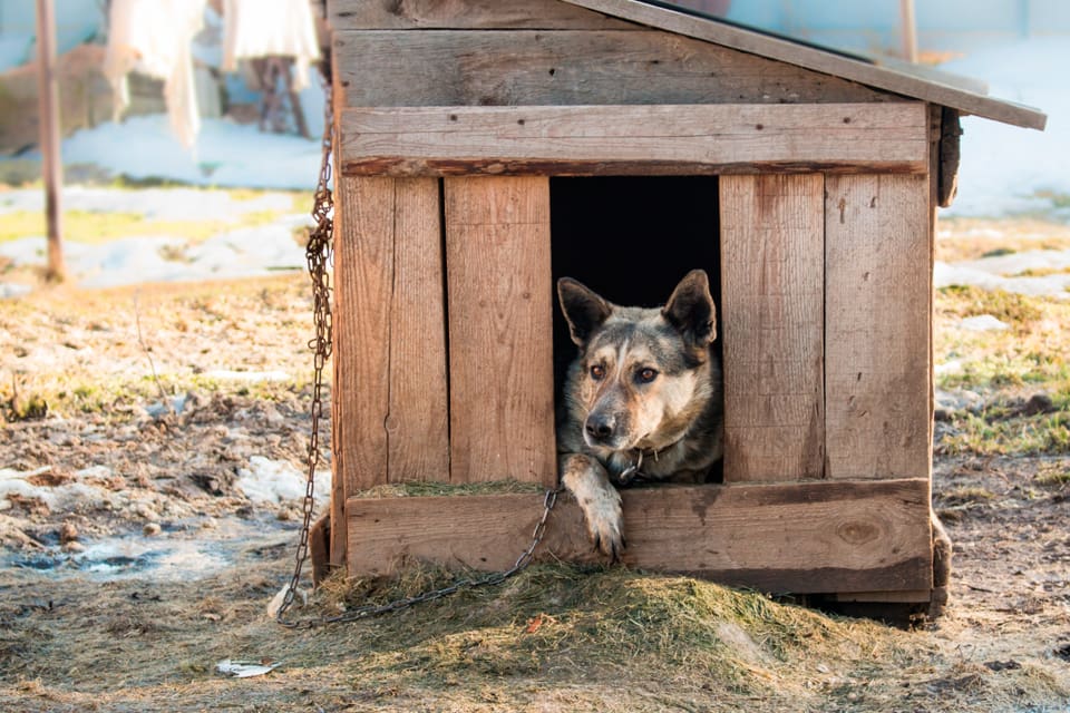 Hunden, som var i lina vid en hundkoja, dödades av varg inne i centrala Oravais i finska Österbotten. (Arkivbild)