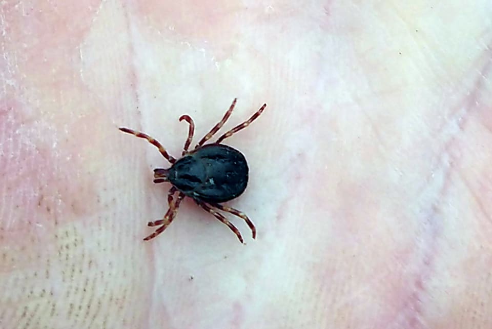 Flyttfågelsfästingen, Hyalomma marginatum, kan bära på farliga smittor som till exempel blödarfeber.