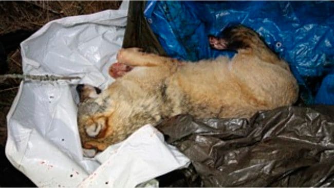 Illegalt fälld varg I Trysil i december 2015. En man i 40-årsåldern erkände att han fällt vargen.