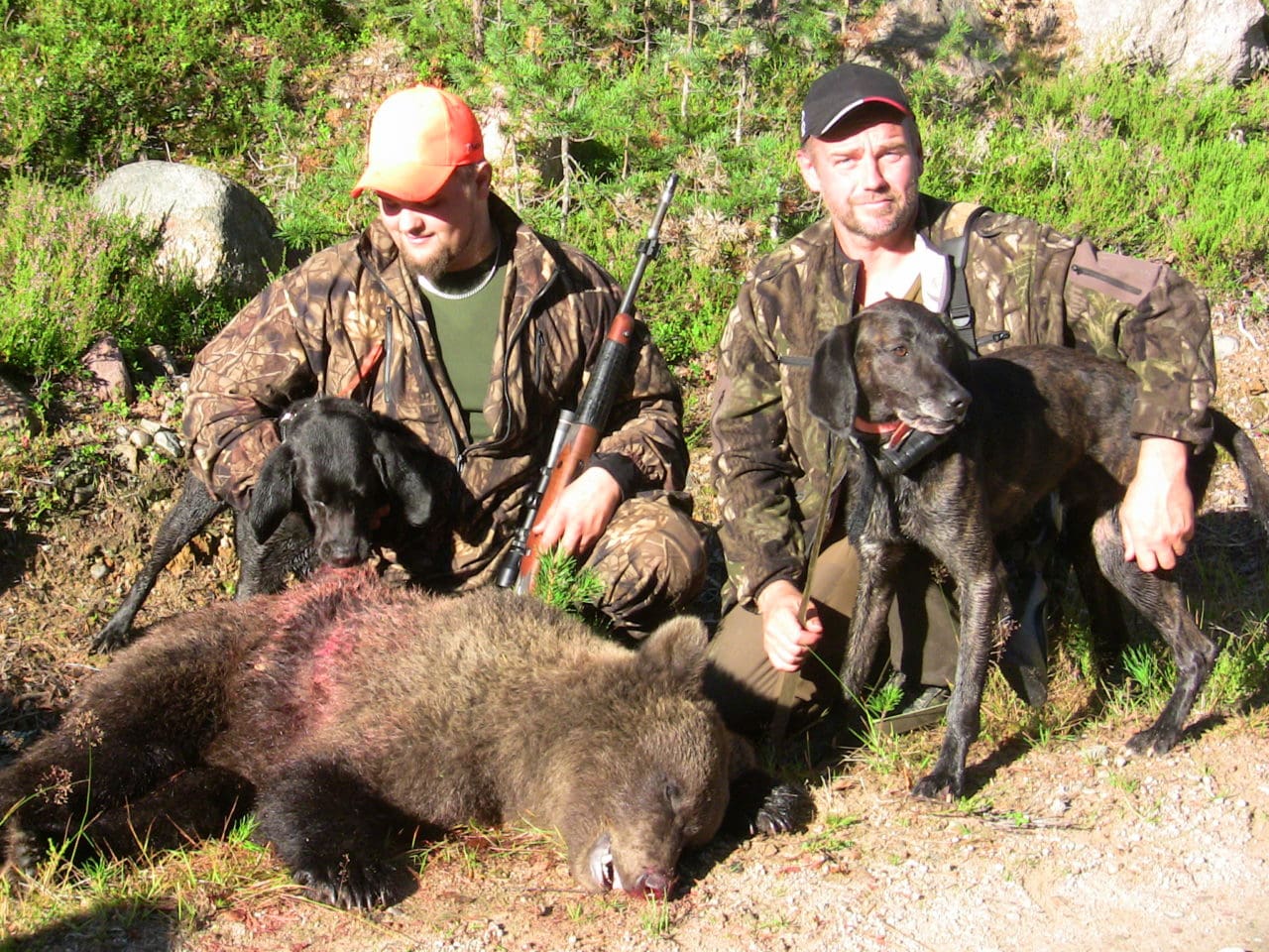 Första björnen. Jerry Linander, till vänster, fick skjuta sin första björn på tisdagsmorgonen. Hundföraren Håkan Johansson och plottarna Hades och Izor gjorde grovjobbet.