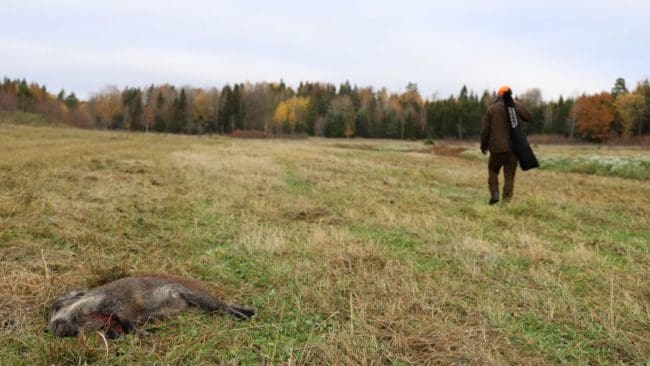 Sista helgen i november gick jägarna i Norrtälje kommun man ur huse föra att jaga vildsvin. På flera sätt en lyckad satsning även om kötthanteringen stötte på patrull.(Arkivbild)