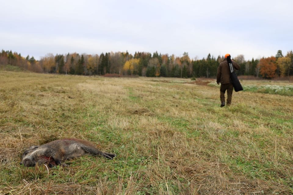 Sista helgen i november gick jägarna i Norrtälje kommun man ur huse föra att jaga vildsvin. På flera sätt en lyckad satsning även om kötthanteringen stötte på patrull.(Arkivbild)
