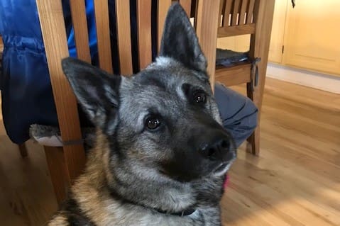 Gråhunden Turbo gjorde sin husse uppmärksam på att de hade sällskap av en varg.
