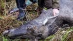 Sveaskogs företrädare säger i en tv-intervju att det inte är missnöje med avskjutningen som är orsaken till att Grundforsbygget blir av med sitt jaktarrende, utan jaktlagets uppträdande.