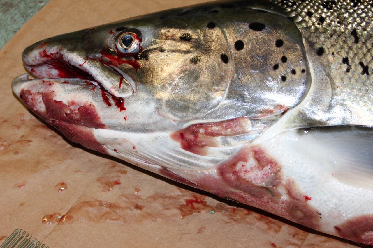 SV,A och finska motsvarigheten EVIRA, ska under sommaren undersöka orsaken till de senaste årens sjuka och döda laxar i Torneälven.