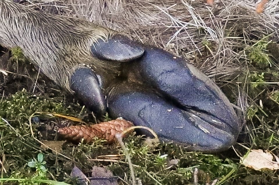 I samband med att en jägare gick fram till en liggande älg råkade mannen skjuta sig själv i foten.