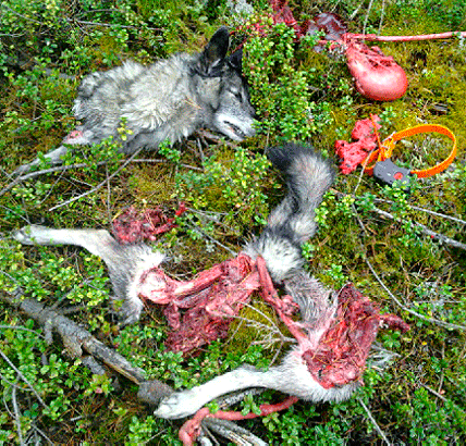 Vargarna slet gråhundstiken Inka i stycken. Ägaren och besiktningsmannen tvingades plocka ihop resterna som var spridda i terrängen.