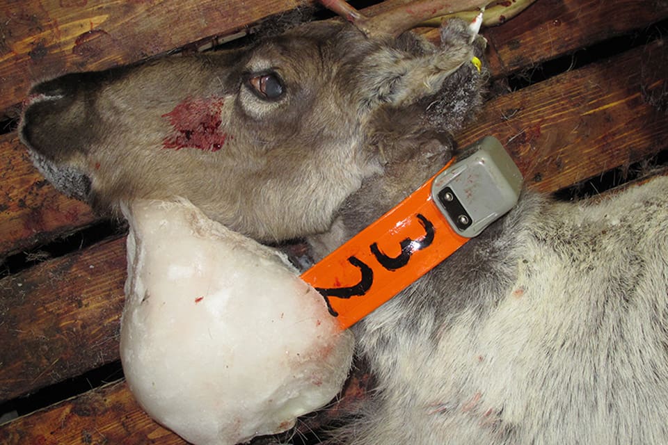 Vildrenen som försetts med ett sändarhalsband tvingades bära runt på en stor isklump. Vajan avlivades av jägare i Nordfjellaområdet i Norge.