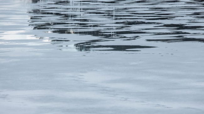 Drevet slutade med att både hunden och de två vildsvinen gick genom isen på Gavel-Långsjön i Norrtälje kommun. Alla tre dog. (Arkivbild)