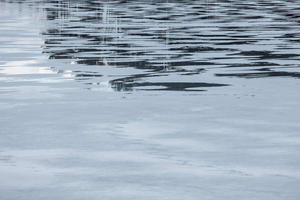 Drevet slutade med att både hunden och de två vildsvinen gick genom isen på Gavel-Långsjön i Norrtälje kommun. Alla tre dog. (Arkivbild)
