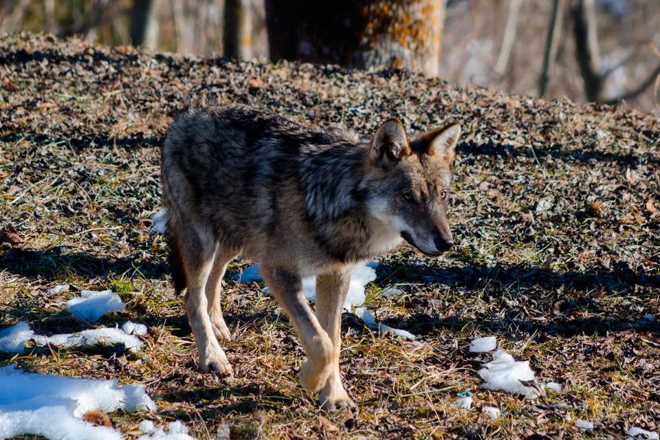 Appeninsk varg från Italien, som etablerat sig i Schweiz, är i vissa fall hybrider efter tidigare generationers parningar med hundar. Enligt en DNA-undersökning är cirka två procent av vargarna i Schweiz i själva verket hybrider.
