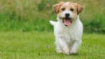 Jack russell terriern Anna är inte den första hund på Onsalahalvön som har avlivats på grund av vildsvinsskador. I somras dog en tax som attackerades i en trädgård i Onsala. (arkivbild)