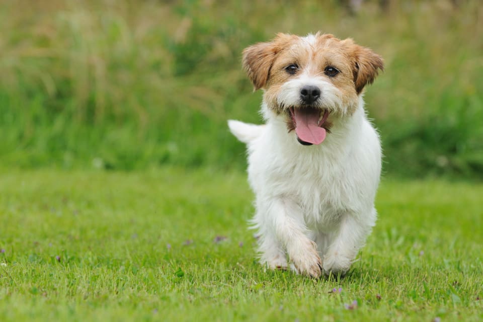 Jack russell terriern Anna är inte den första hund på Onsalahalvön som har avlivats på grund av vildsvinsskador. I somras dog en tax som attackerades i en trädgård i Onsala. (arkivbild)