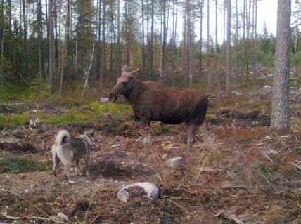 Så här såg det ut för unghunden Jaffa för en månad sedan. Nu gäller det att göra om det...