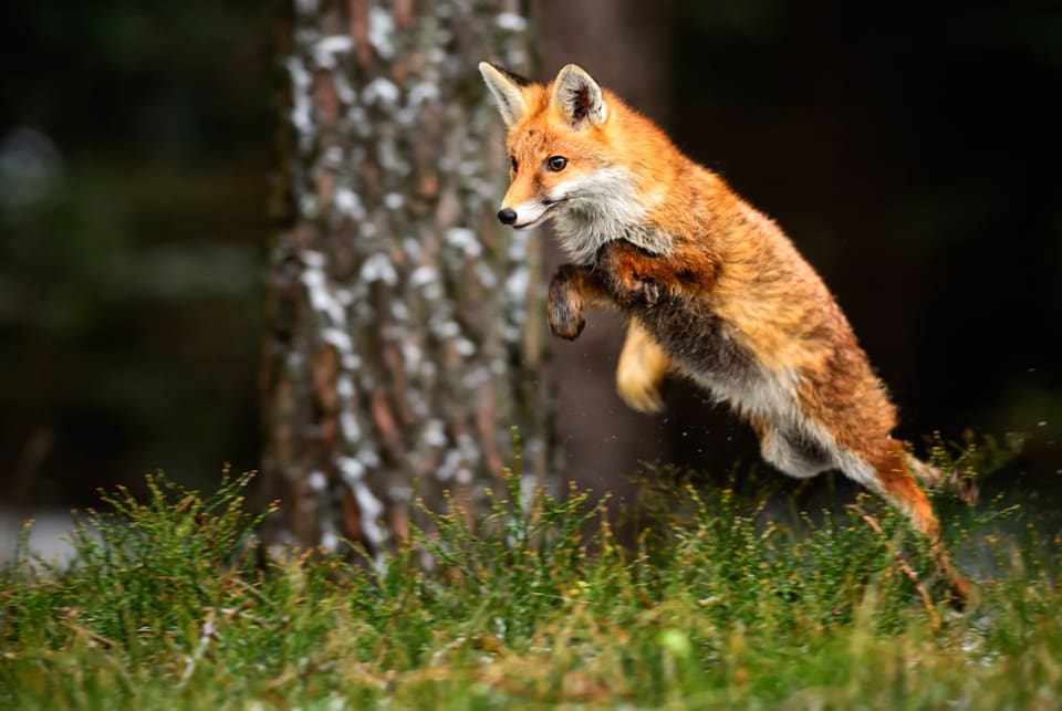 Ska räven åter raska på danska Bornholm, som Jägarförbundet vill? Tamdjursägare, och även en del av öns jägare, är motståndare till att återintroducera räv.
