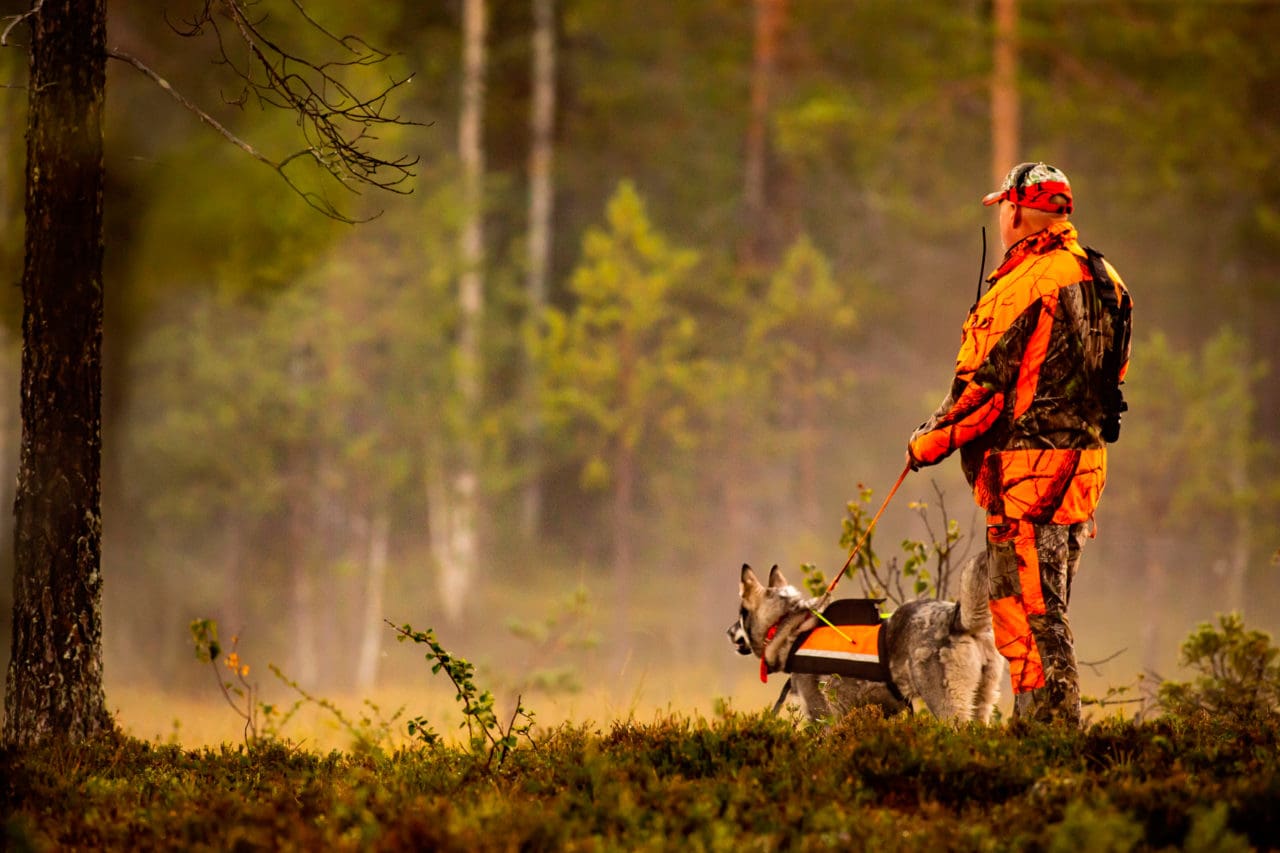 En taxägare sköt varningsskott mot en varg som sedan misstänks ha skadat en jämte på älgjakt. Dessutom har fem eller sex hundar dödats tidigare. Nu begär Alsters älgskötselområde i Värmland skyddsjakt på varg för att kunna ha löshundsjakt. (Arkivbild)