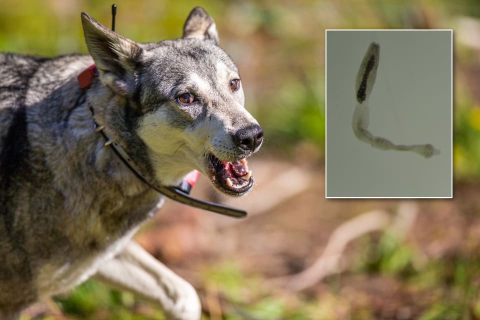 Att vara jakthundsägare innebär en riskfaktor för parasiten rävens dvärgbandmask.